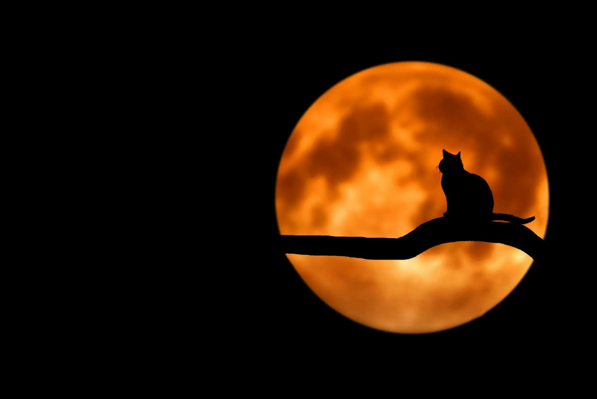 shadow of black cat with orange full moon. The image is halloween inspired.